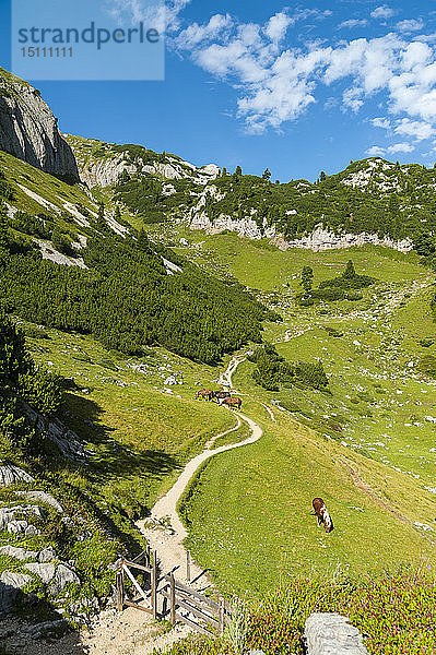 Österreich  Tirol  Maurach  Rofangebirge  Weidepferde