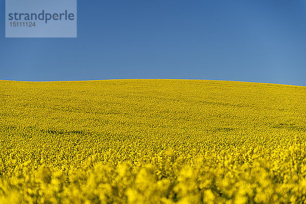 Deutschland  Mecklenburg-Vorpommern  blühendes Rapsfeld