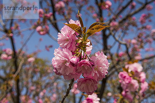 Japan  Tokio  rosa Kirschblüten