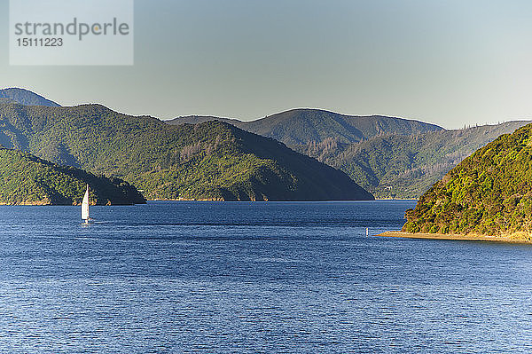 Segelboot in den Fjorden um Picton  Südinsel  Neuseeland