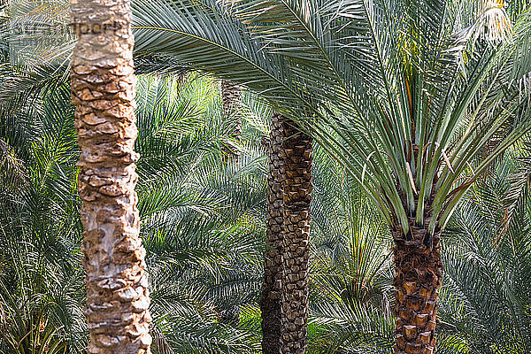 Palmen in Bidbid  Ad Dakhiliyah  Oman