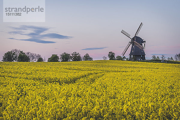 Ansicht Farver-Windmühle mit Rapsfeld im Vordergrund  Wangel  Deutschland