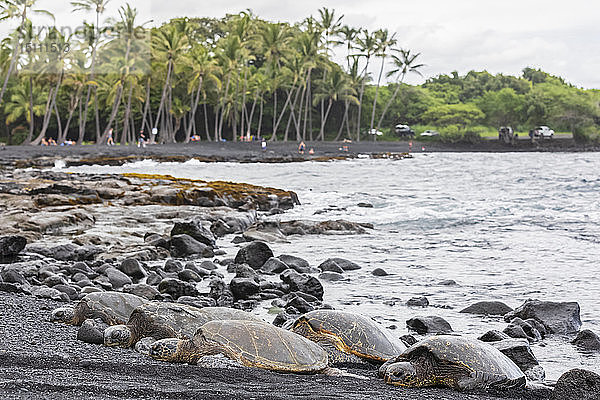 USA  Hawaii  Big Island  Grüne Meeresschildkröten am schwarzen Sandstrand von Punalu'u