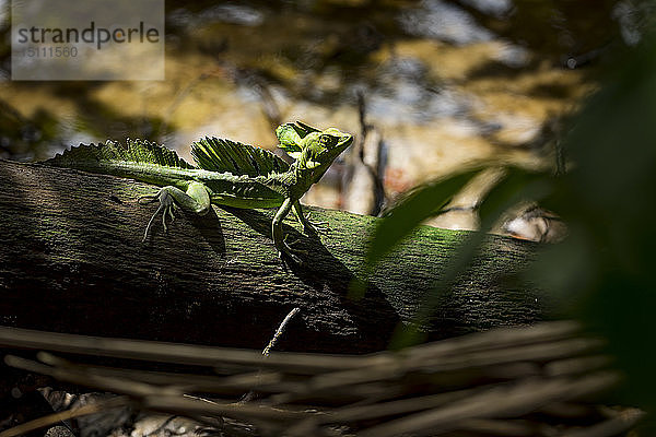 Basiliskeidechse in einem Nationalpark  Costa Rica