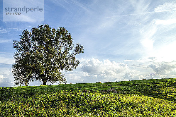Einzelbaum auf einer Wiese  Odenwald  Hessen  Deutschland