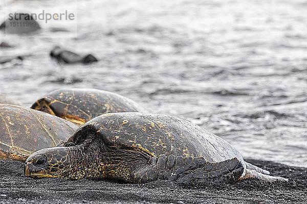 USA  Hawaii  Big Island  Grüne Meeresschildkröten am schwarzen Sandstrand von Punalu'u