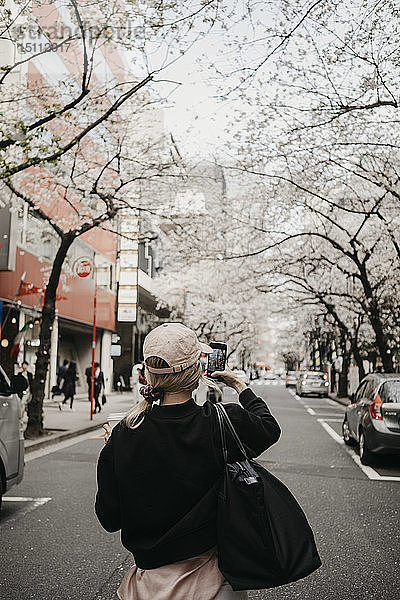 Japan  Tokio  Chidorigafuchi-Park  Kirschblüte an der Sakura-Straße