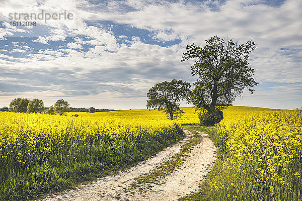 Feldweg zwischen Rapsfeldern  Wangel  Deutschland