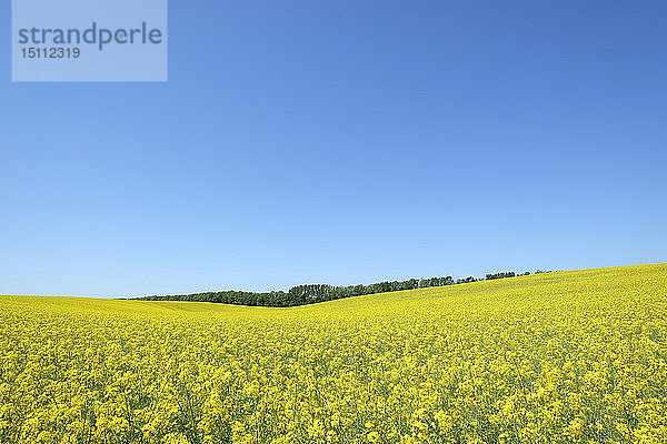 Deutschland  Mecklenburg-Vorpommern  Rugen  blühendes Rapsfeld