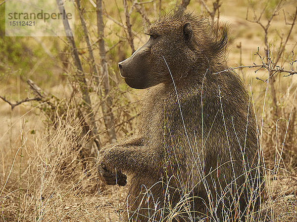 Profil eines Pavians  Krüger-Nationalpark  Mpumalanga  Südafrika