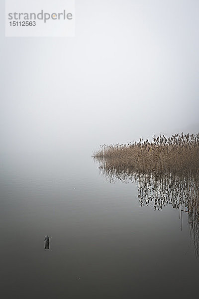 Deutschland  Brandenburg  Rangsdorfer See und Nebel
