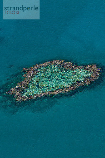 Luftaufnahme des Korallenriffs bei den Whitsunday Islands  Queensland  Australien