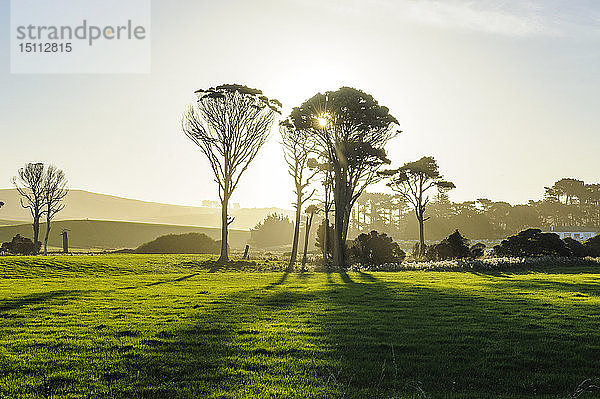 Hintergrundbeleuchtung von Bäumen auf grünen Feldern  die Catlins  Südinsel  Neuseeland