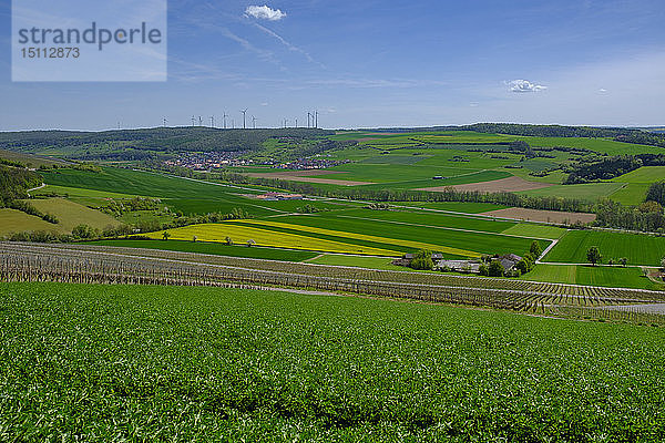 Weinberge  Schaeftersheim im Taubertal  bei Weikersheim im Main-Tauber-Kreis  Baden-Württemberg  Deutschland