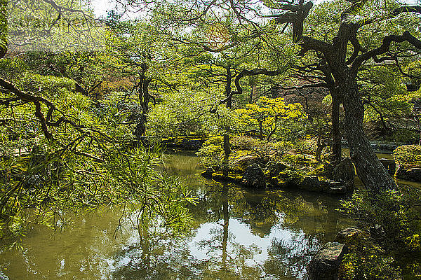 Japan  Kyoto  Natur rund um den Ginkaku-ji-Tempel