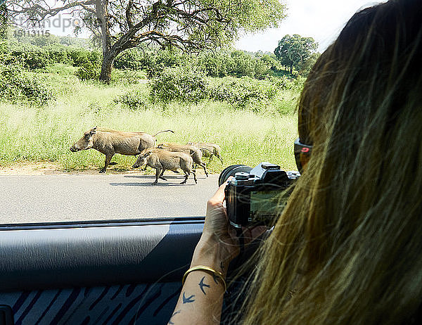 Südafrika  Mpumalanga  Krüger-Nationalpark  Frau  die eine Warzenschweinfamilie aus einem Auto heraus fotografiert