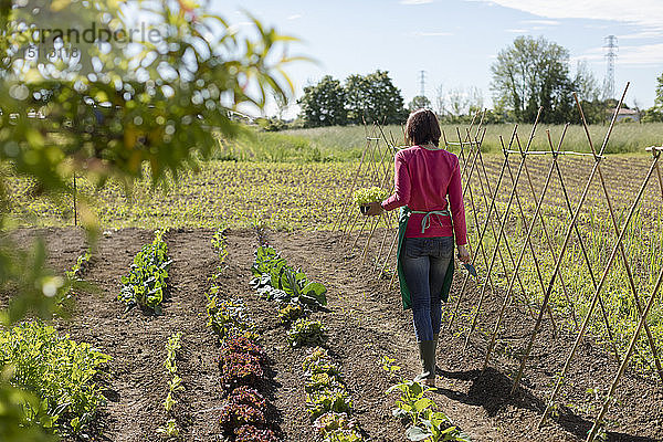 Frau  die in ihrem Gemüsegarten arbeitet  Italien