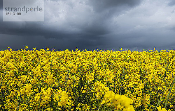 Dunkle Wolken über einem Rapsfeld  Husum  Schleswig-Holstein  Deutschland