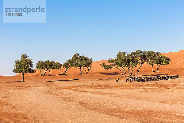 Ziegenherde unter Bäumen in der Wüste  Wahiba Sands  Oman