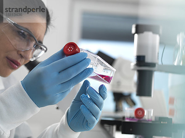Forschung an menschlichen Zellen  weibliche Zellbiologin untersucht ein Fläschchen mit Stammzellen  die im Labor in rotem Wachstumsmedium kultiviert wurden