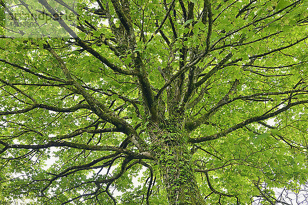 Vereinigtes Königreich  England  Cornwall  Baumzweige des Ahornbaums