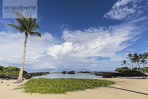 USA  Hawaii  Big Island  Palmen am Strand von Kukio
