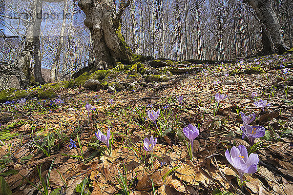 Italien  Umbrien  Monte Catria  Krokus im zeitigen Frühling in den Apenninen