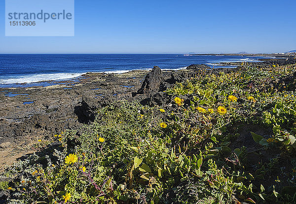 Spanien  Kanarische Inseln  Lanzarote  Tinajo  Blumen an der Felsküste
