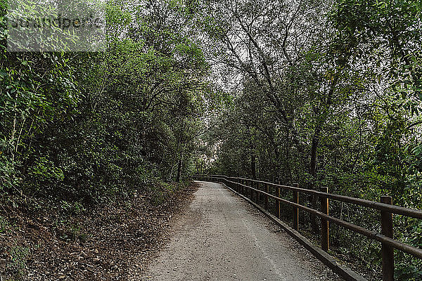 Verlassener Waldweg