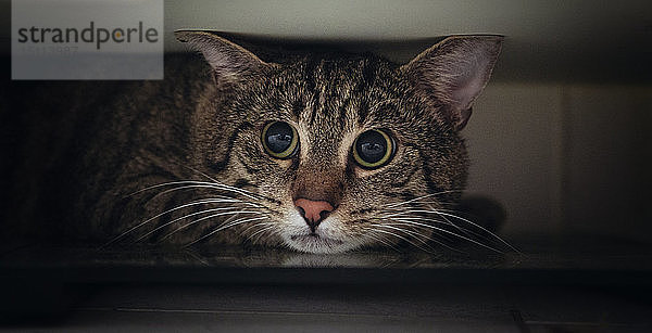 Porträt einer Tabby-Katze  die sich unter der Garderobe versteckt