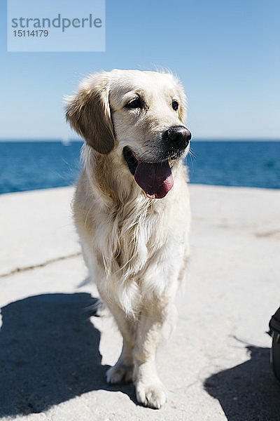 Porträt eines Labrador Retrievers vor dem Meer