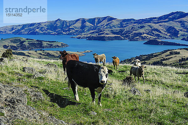 Über dem Hafen von Akaroa grasende Kühe  Halbinsel Banks  Südinsel  Neuseeland