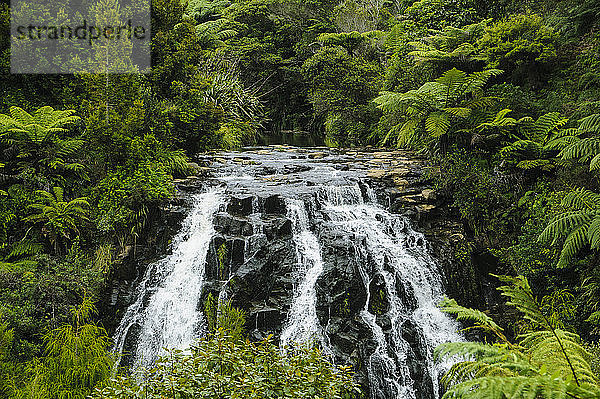 Wasserfall bei Tauranga  Nordinsel  Neuseeland