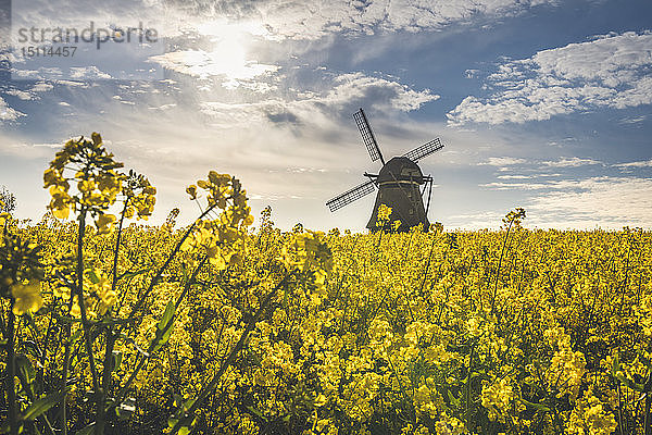 Blick auf die Windmühle von Farver mit Rapsfeld im Vordergrund  Wangel  Deutschland