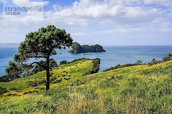 Graswiese über Cathedral Cove  Coromandel  Nordinsel  Neuseeland