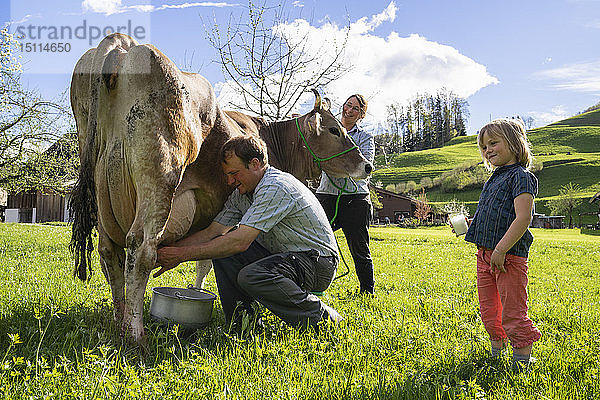 Landwirt mit seiner Familie beim Melken einer Kuh auf der Weide