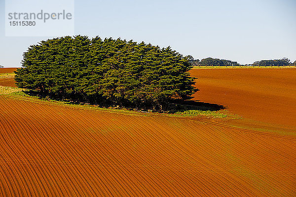 Ackerland in der Nähe des Wilsons Promontory Nationalparks  Victoria  Australien