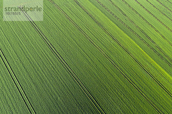 Luftaufnahme eines abstrakten grünen landwirtschaftlichen Feldes  Frühling  Franken  Bayern  Deutschland