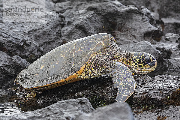 USA  Hawaii  Big Island  Grüne Meeresschildkröte am schwarzen Sandstrand von Punalu'u