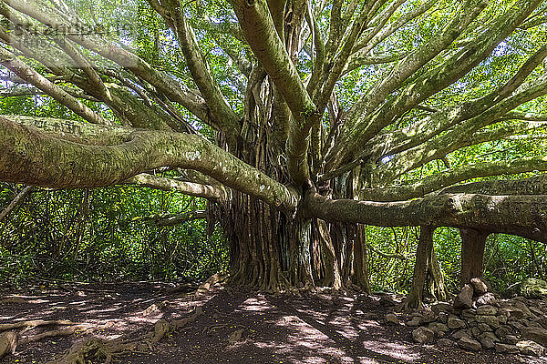 Banyan-Baum  Pipiwai-Pfad  Haleakala-Nationalpark  Maui  Hawaii  USA