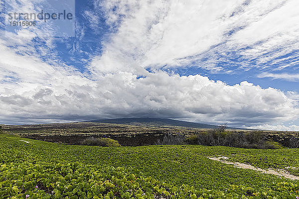 USA  Hawaii  Big Island  Kona  Kona  Vulkan Mauna Loa und Lavafeld