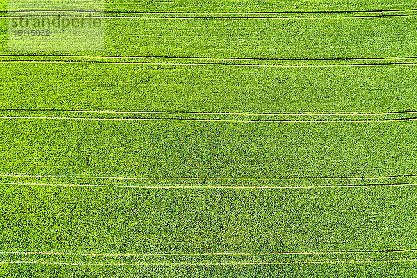 Deutschland  Baden-Württemberg  Rems-Murr-Kreis  Luftaufnahme der grünen Wiese im Frühling