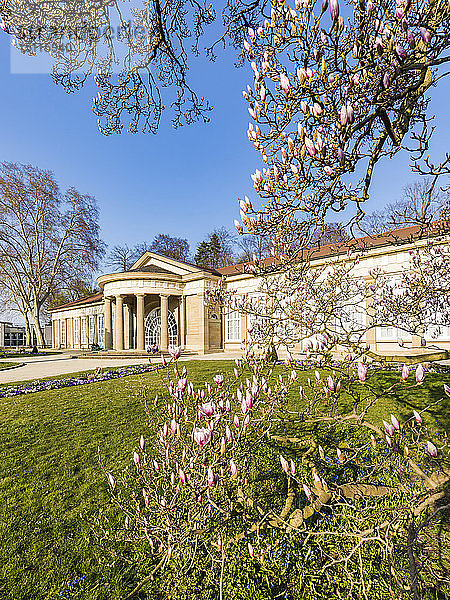 Deutschland  Stuttgart  Bad Cannstatt  Kurpark mit Magnolienblüte