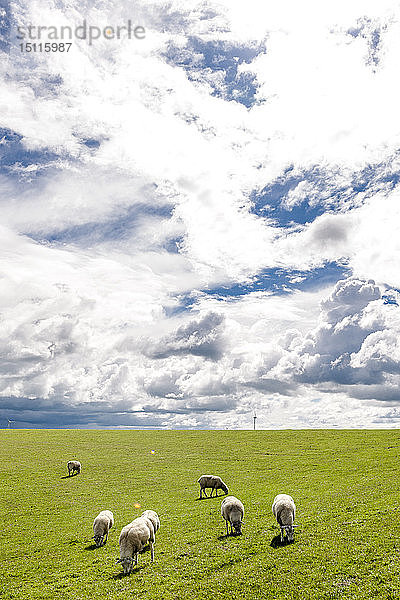 Deutschland  Hilgenriedersiel  weidende Schafe auf einem Deich