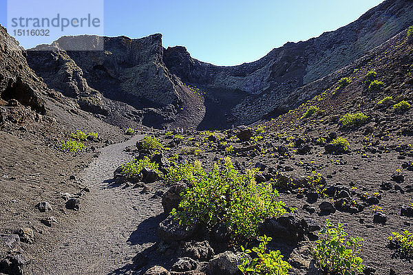 Spanien  Kanarische Inseln  Lanzarote  Naturpark Los Volcanes  Montana del Cuervo  Kanarischer Sauerampfer  Rumex lunaria  unterwegs