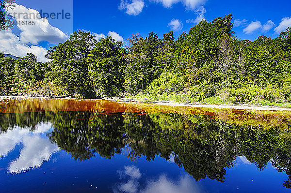 Bäume  die sich im Wasser spiegeln  Mirror Tarn  Oparara-Becken  Karamea  Südinsel  Neuseeland