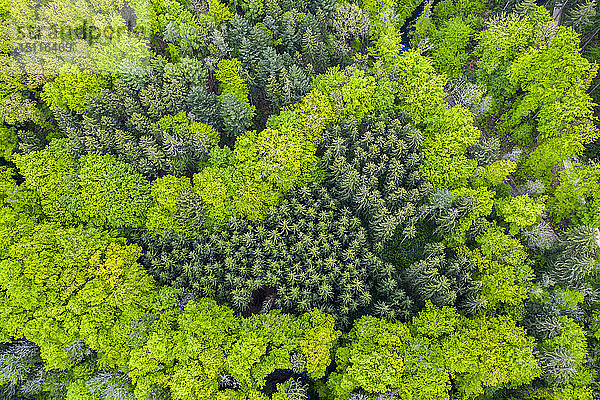 Deutschland  Baden-Württemberg  Schwäbischer Wald  Luftaufnahme
