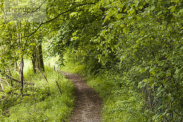 Fußweg durch den Wald