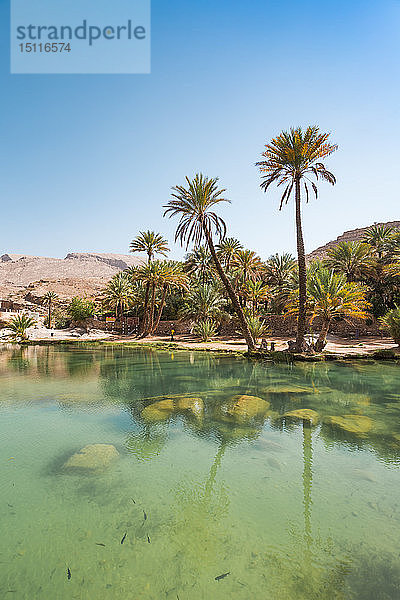 Arabien  Sultanat Oman  Palmen im Wadi Bani Khalid