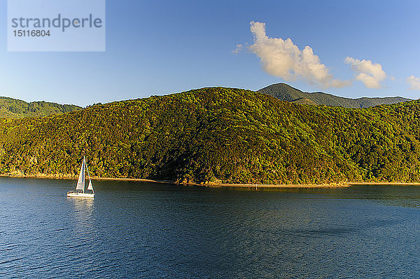 Segelboot in den Fjorden um Picton  Südinsel  Neuseeland